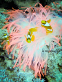   Pink Anemone  